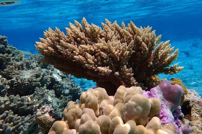 Bora Bora Lagoon Snorkeling Tour by Private Boat - The Value of Personal Attention and Quality Equipment