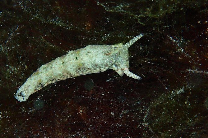 Bora Bora Lagoon Snorkeling Tour by Private Boat - Pricing and Overall Value