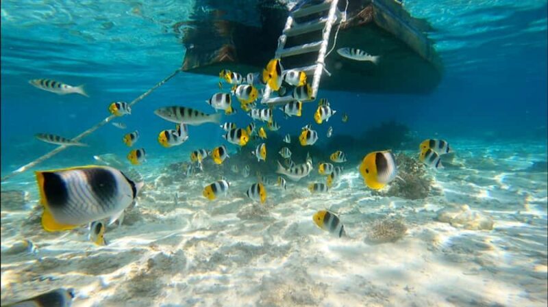 Bora Bora: Private 1/2 day lagoon safari tour - Key Points
