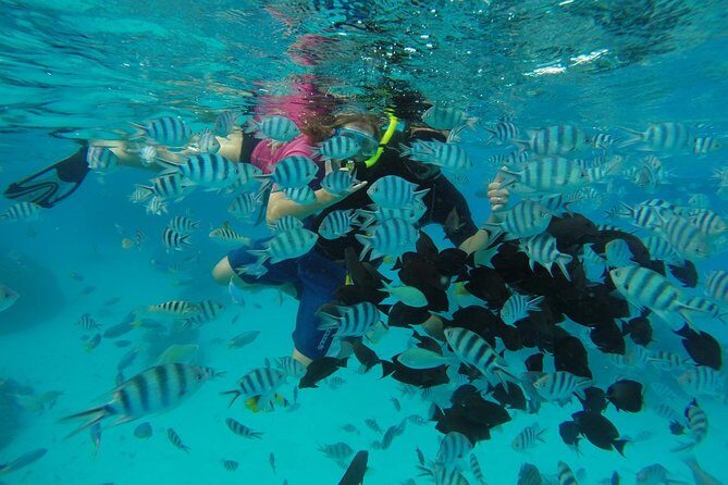 Bora Bora Private Lagoon Tours - The Practical Details: Timing, Transportation, and Costs