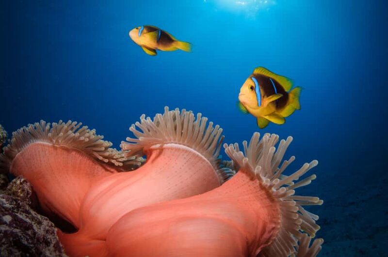 Bora Bora: Romantic Dive for Two People (Beginners) - FAQ