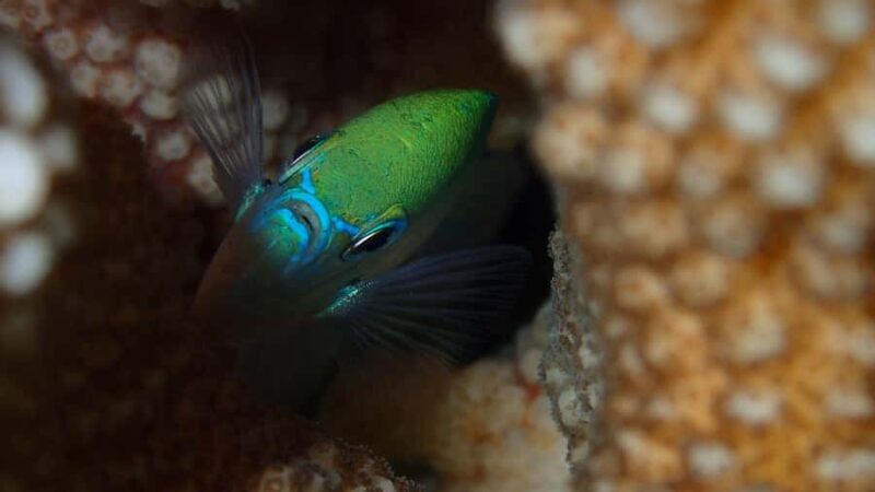 Bora Bora: Small Group Snorkeling Boat Tour with Pickup - Discovering Bora Bora’s Underwater Wonderland: A Review of the Small Group Snorkeling Boat Tour with Pickup