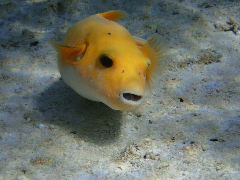 Bora Bora: Small Group Snorkeling Boat Tour with Pickup - Logistics & Practical Details