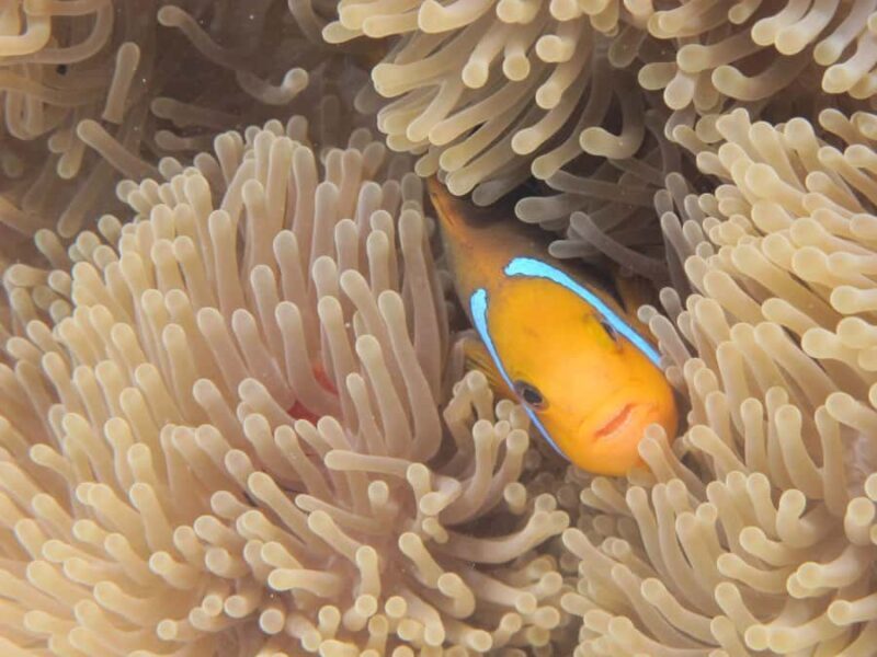 Bora Bora: Small Group Snorkeling Boat Tour with Pickup - Final Thoughts: Is It Worth It?