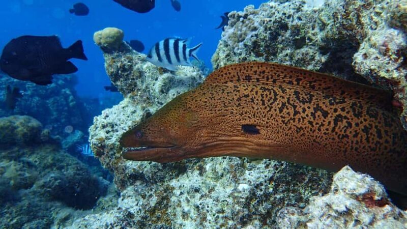 Bora Bora: Small Group Snorkeling Boat Tour with Pickup - FAQ