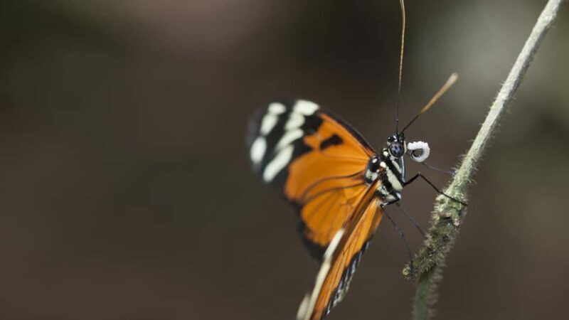 Bordano: Butterfly House Entry Ticket - Practical Details and Value