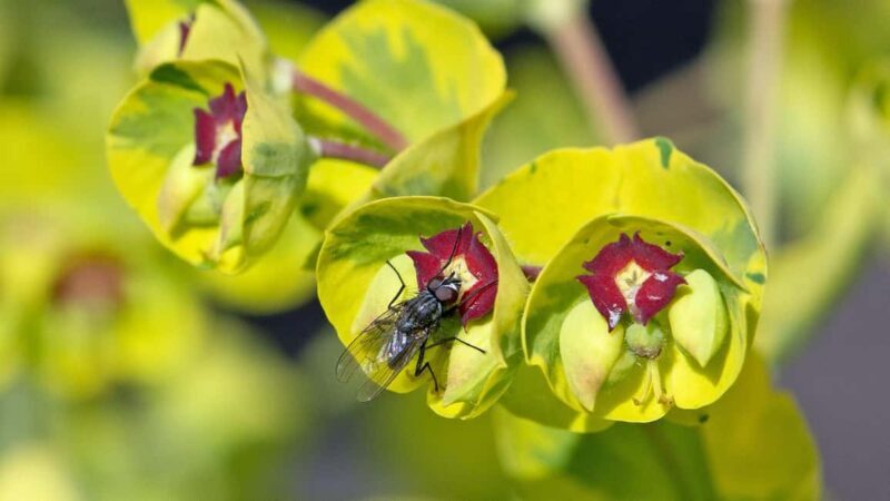 Bordano: Butterfly House Guided Tour with Lunch - Key Points