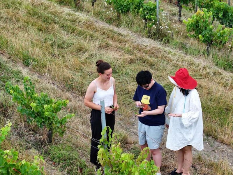 Bordeaux: Explore an Organic Family Vineyard with Tasting - Key Points