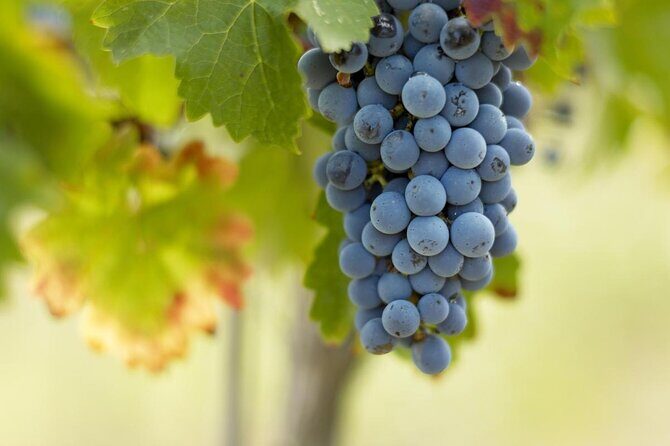 Bordeaux Full Day Wine Tour - 3 Wineries & Gourmet Picnic Lunch - Introduction