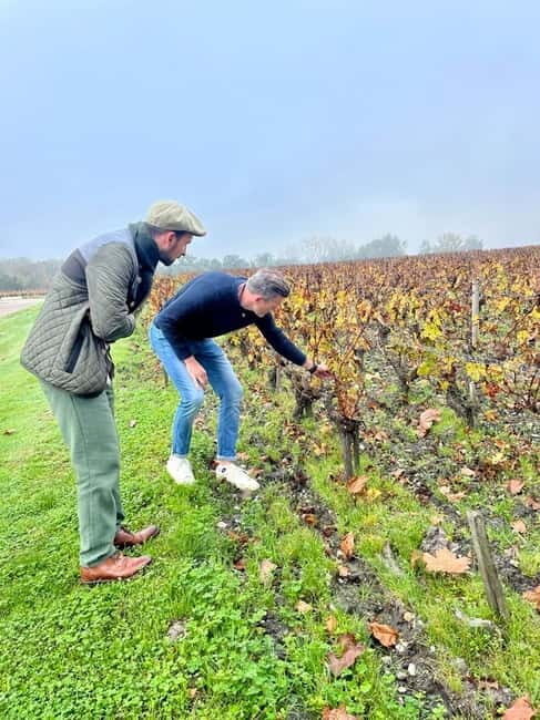 Bordeaux: Graves, Pessac-Léognan, and Sauternes Vineyards - Key Points
