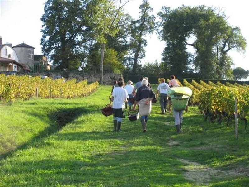 Bordeaux: Graves, Pessac-Léognan, and Sauternes Vineyards - The Value of This Tour