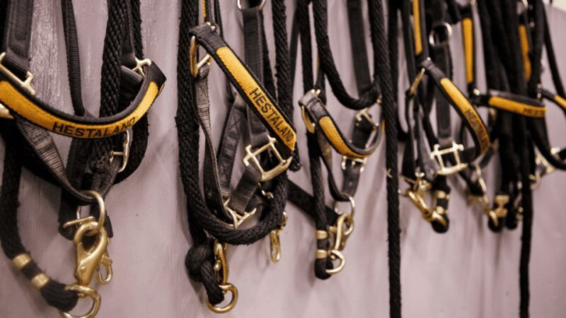 Borgarnes: Horseback Riding Tour with Prep Lesson - The Horses and Guides