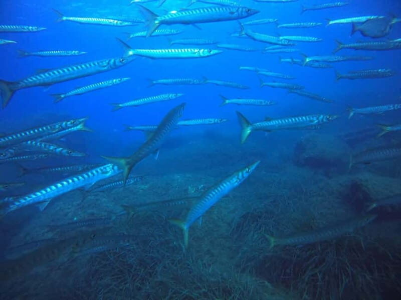 Bormes-les-Mimosas: Introductory diving session - Key Points