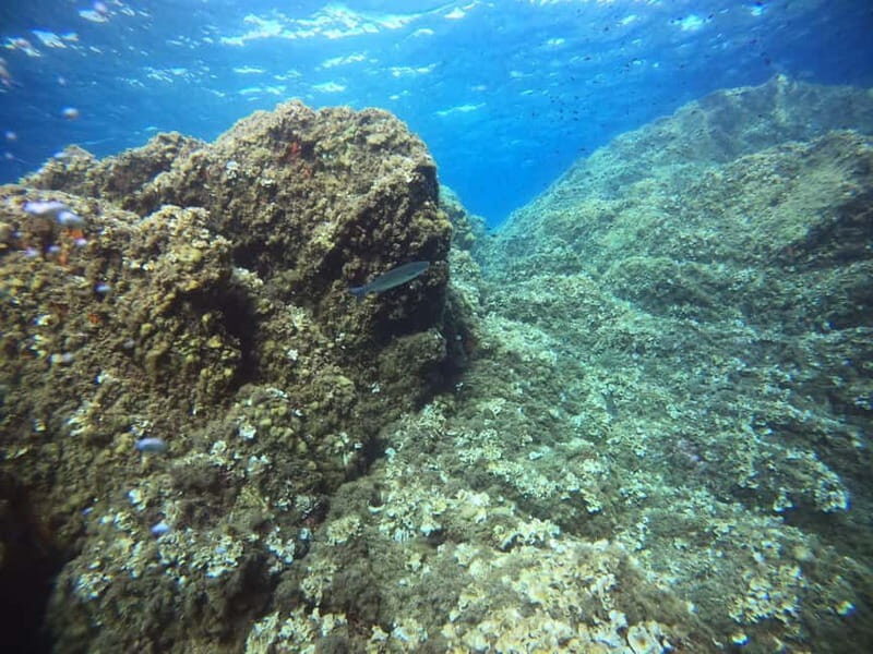 Bormes-les-Mimosas: Introductory diving session - Final Thoughts