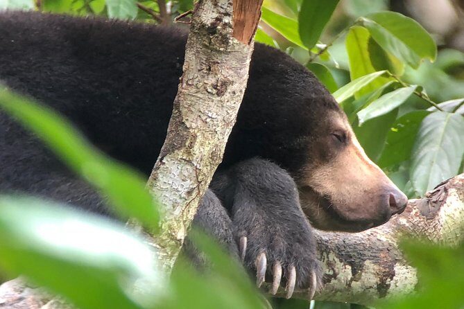 Bornean Sun Bear Conservation Centre & Sepilok Orang Utan Rehab Centre Tour - Who Is This Tour Best For?