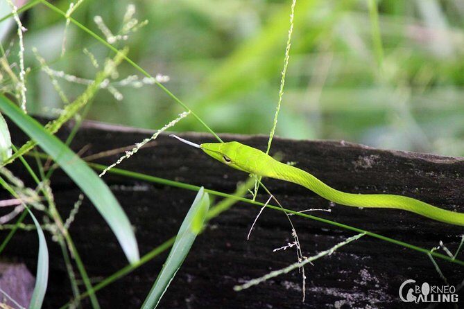 Borneo Kinabatangan River Cruise Day Trip - Key Points