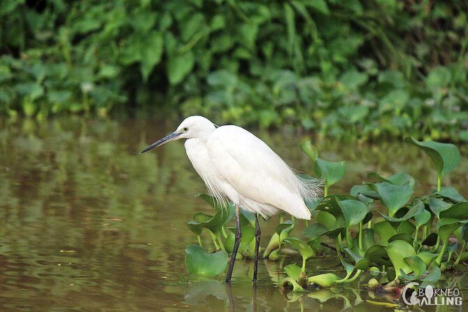 Borneo Kinabatangan River Cruise Day Trip - What’s Included and What’s Not