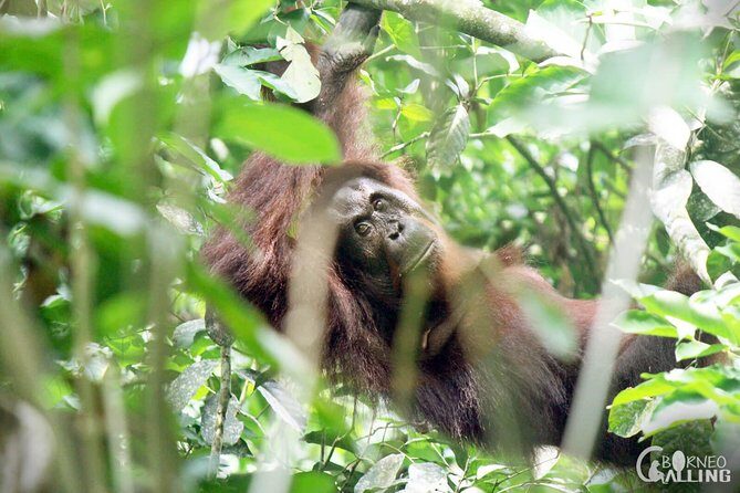 Borneo Kinabatangan River Cruise Day Trip - Final Thoughts