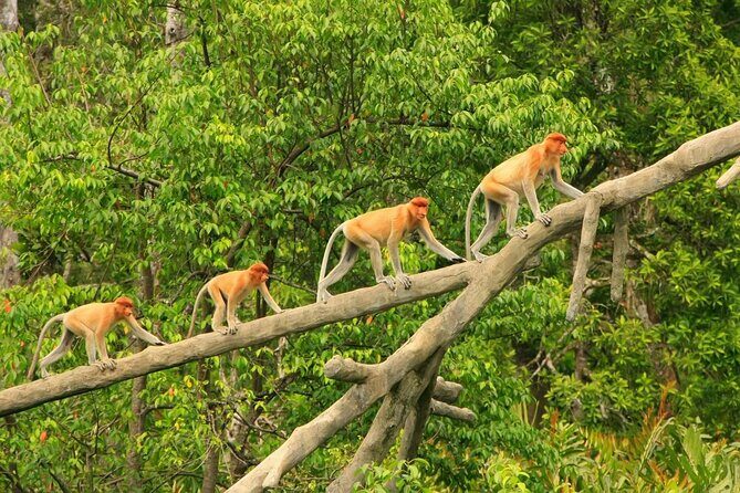 Borneo (Klias) River Cruise & Fireflies Tour - What to Expect from the Itinerary