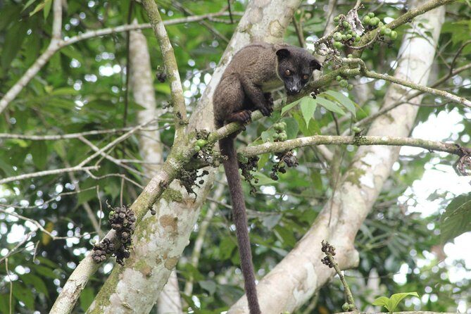 Borneo Wildlife Tour 2 Days 1 Night At Tanjung Bulat Jungle Camp Kinabatangan - Why This Tour Is Worth Considering