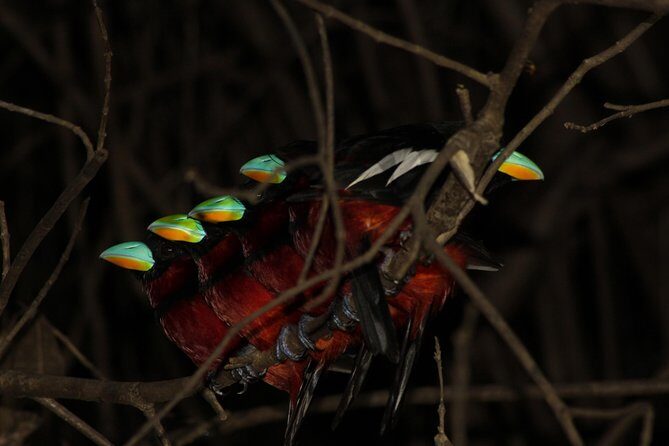 Borneo Wildlife Tour 3 Days 2 Nights At Tanjung Bulat Jungle Camp Kinabatangan - What You Can Expect: Wildlife & Nature