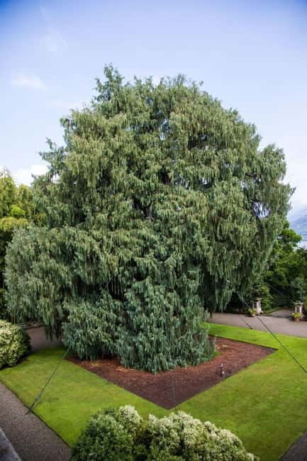 Borromean Islands: Isola Madre Open-Date Entry Ticket - Discovering Isola Madre: An In-Depth Look