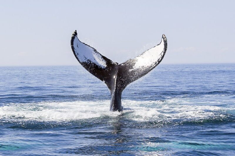 Boston: City Cruises Whale Watching Cruise - The Bottom Line