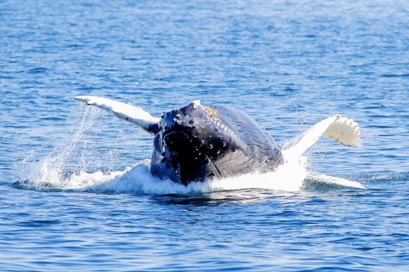 Boston: City Cruises Whale Watching Cruise - FAQs