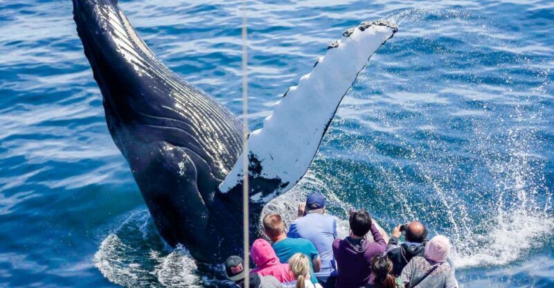 Boston: City Cruises Whale Watching Cruise - Key Points