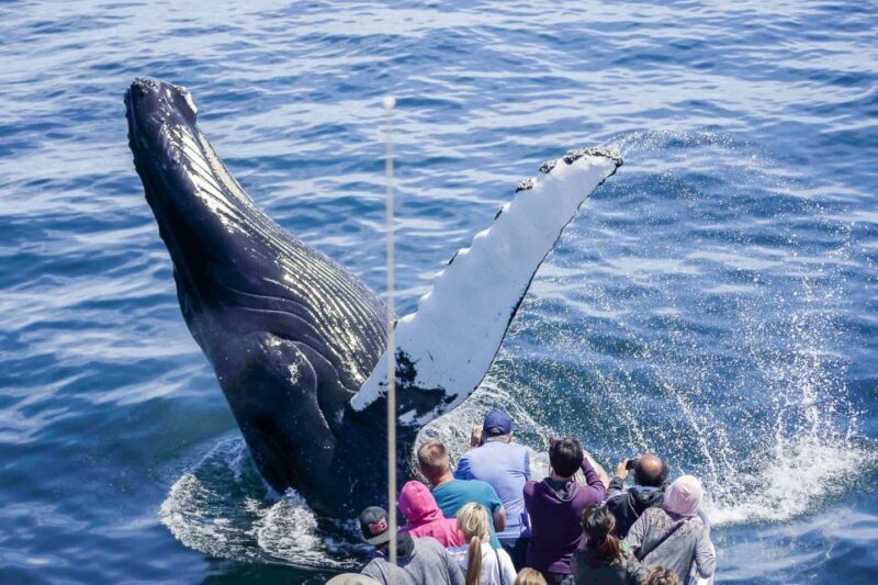 Boston: City Cruises Whale Watching Cruise - What You Can Expect Onboard