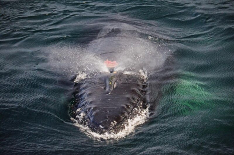Boston: City Cruises Whale Watching Cruise - The Value and Cost