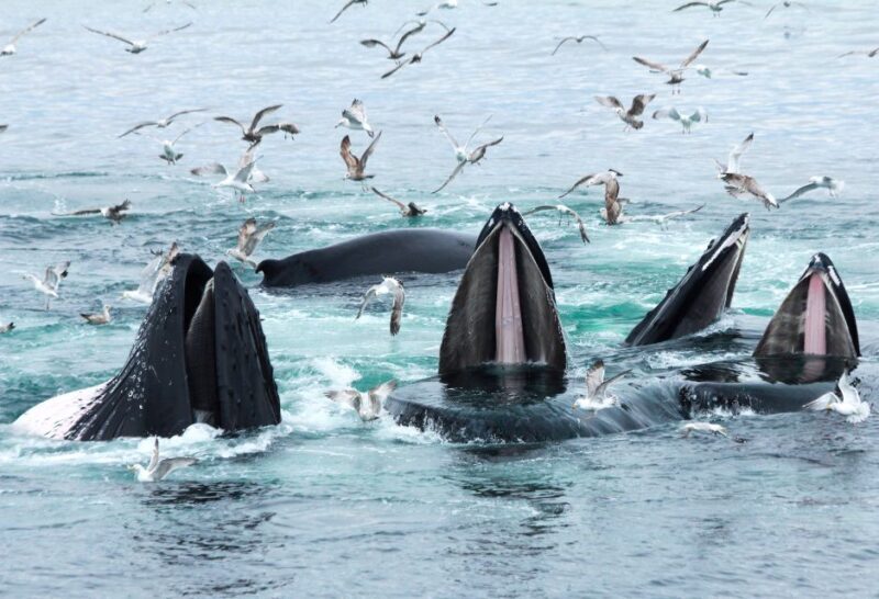 Boston: City Cruises Whale Watching Cruise - Authentic Experiences from Reviews