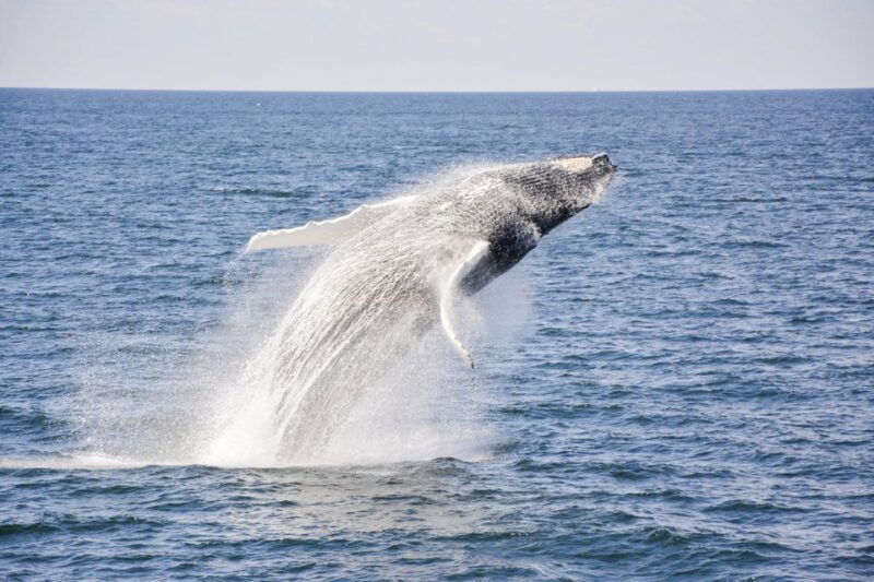 Boston: City Cruises Whale Watching Cruise - FAQs