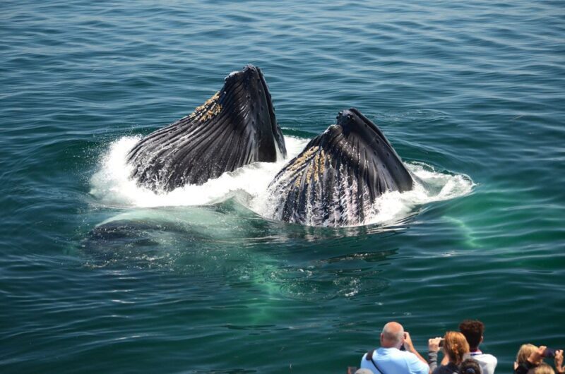 Boston: City Cruises Whale Watching Cruise - Final Words