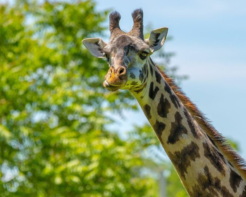 Boston: Franklin Park Zoo Entry Ticket - A Complete Breakdown of Franklin Park Zoo Experience