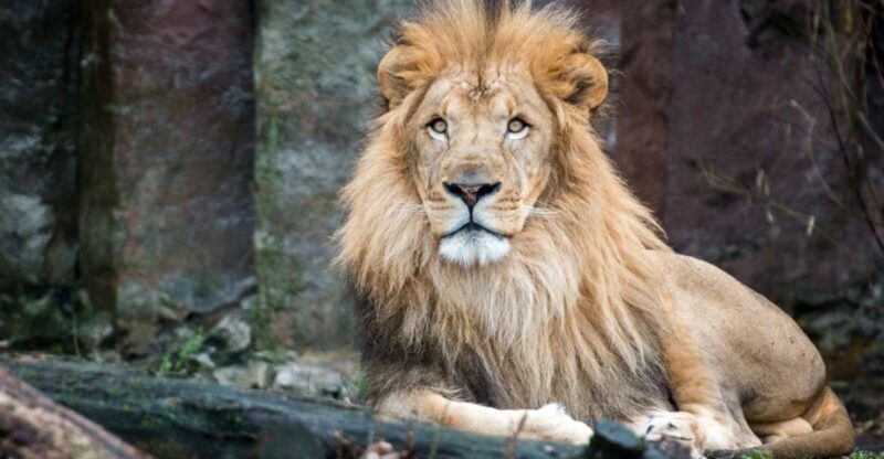 Boston: Franklin Park Zoo Entry Ticket - FAQs