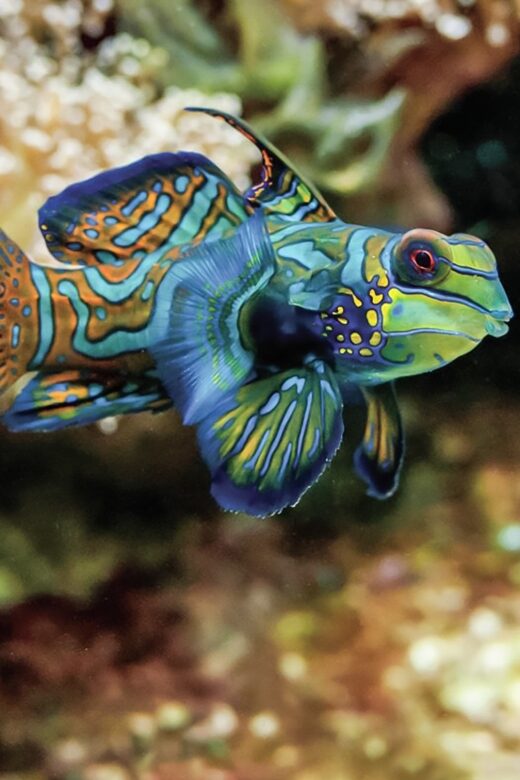 Boston: New England Aquarium Entry + Optional Simons Theatre - The Exhibits: Marine Life and Conservation