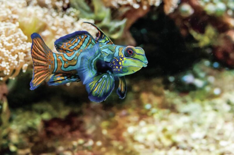 Boston: New England Aquarium Entry + Optional Simons Theatre - FAQ