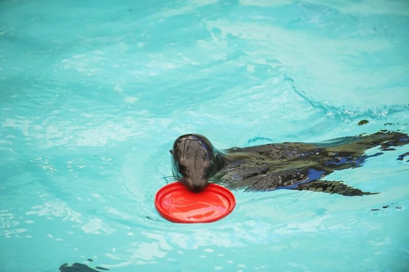 Boston: New England Aquarium Skip-the-Line Entry Ticket - FAQs