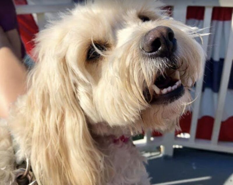 Boston: Scenic Harbor Cruise (Dog-Friendly) - The Experience From the Reviews