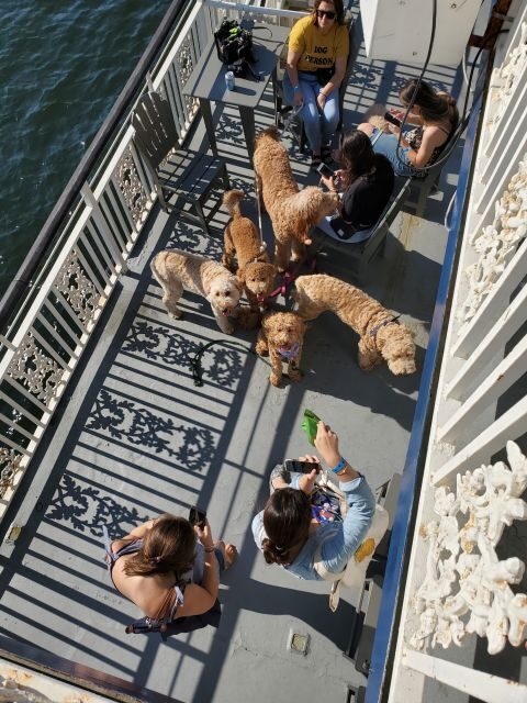 Boston: Scenic Harbor Cruise (Dog-Friendly) - FAQ