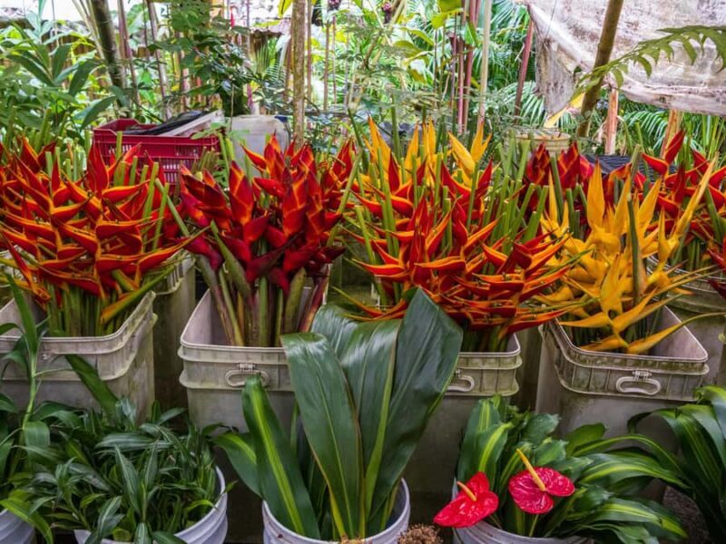 Botanical experience in Argovia: Flowers, Trail, and Tasting - A Detailed Look at the Argovia Botanical Tour