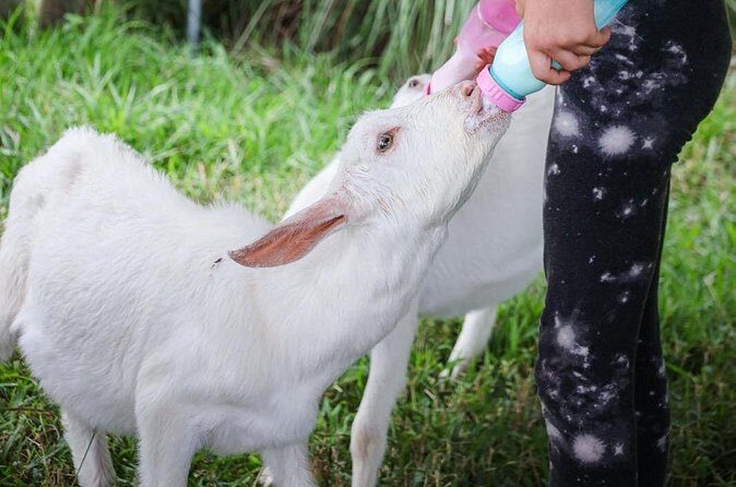 Bottle Feed & Cuddle Baby Goats Tour on Big Island Farm - FAQ