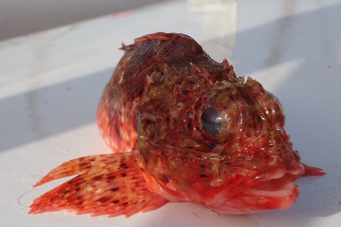 Bottom Fishing Activity from Quarteira - FAQ