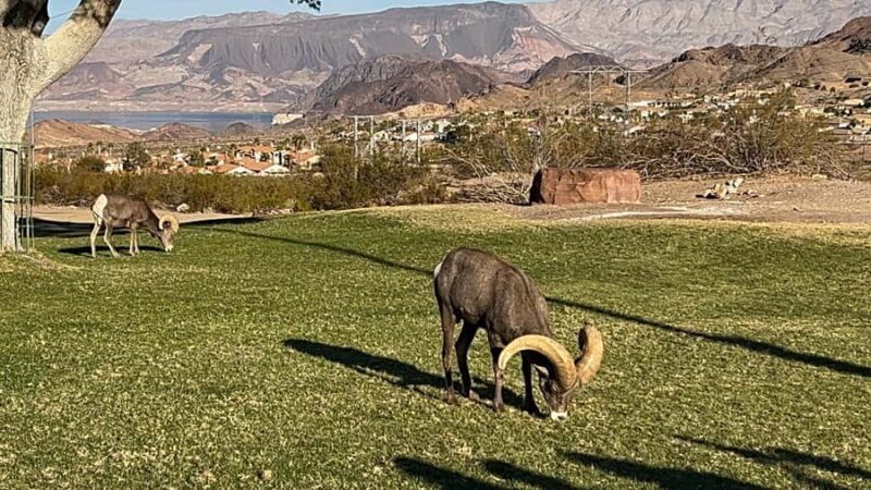 Boulder City: Hemenway Park Guided Tour - Authenticity and Personal Impressions