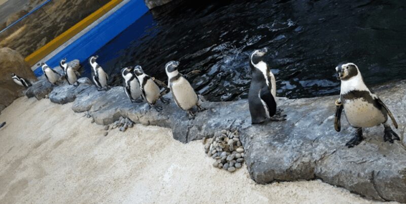 Bournemouth Oceanarium Ticket - Authentic Visitor Insights