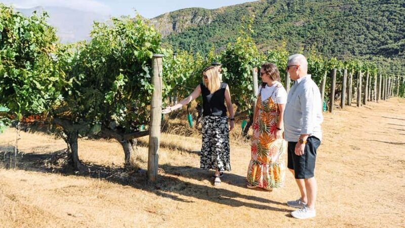 Boutique Winery Half-Day Tour & Vineyard Platter-Style Lunch - An In-Depth Look at the Tour Experience