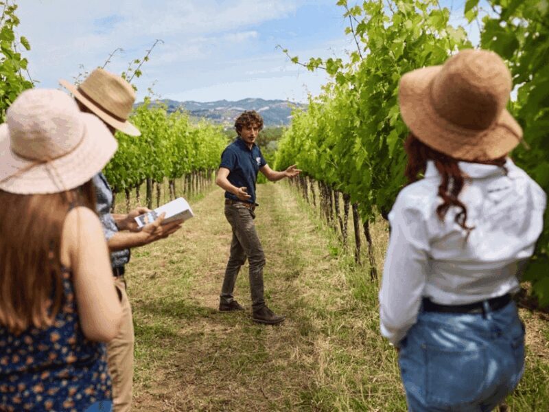Boutique Winery Visit & 5 Organic Wine Tastings near Urbino - Key Points