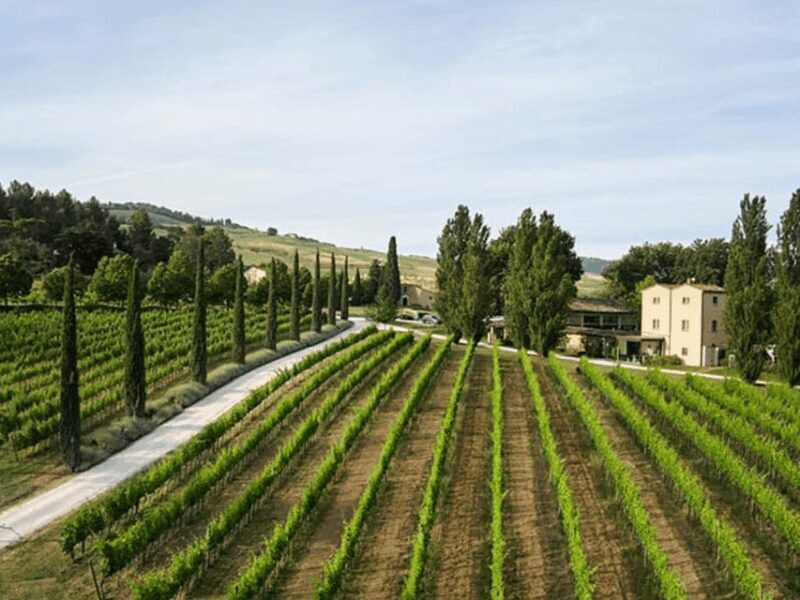 Boutique Winery Visit & 5 Organic Wine Tastings near Urbino - A Closer Look at the Experience