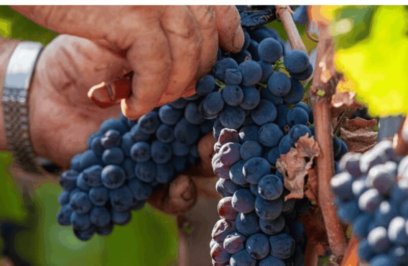 Boutique Winery Visit & Tasting near Rome - Introduction: An Authentic Taste of Italy’s Wine Heritage